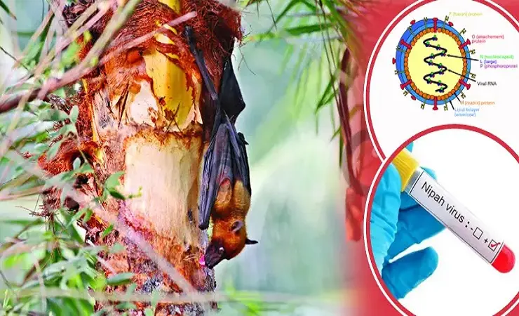 ৩৫ জেলায় নিপাহ ভাইরাসের উপস্থিতি, অ-মৌসুমি সংক্রমণ ও নতুন ঝুঁকিতে সতর্ক আইইডিসিআর