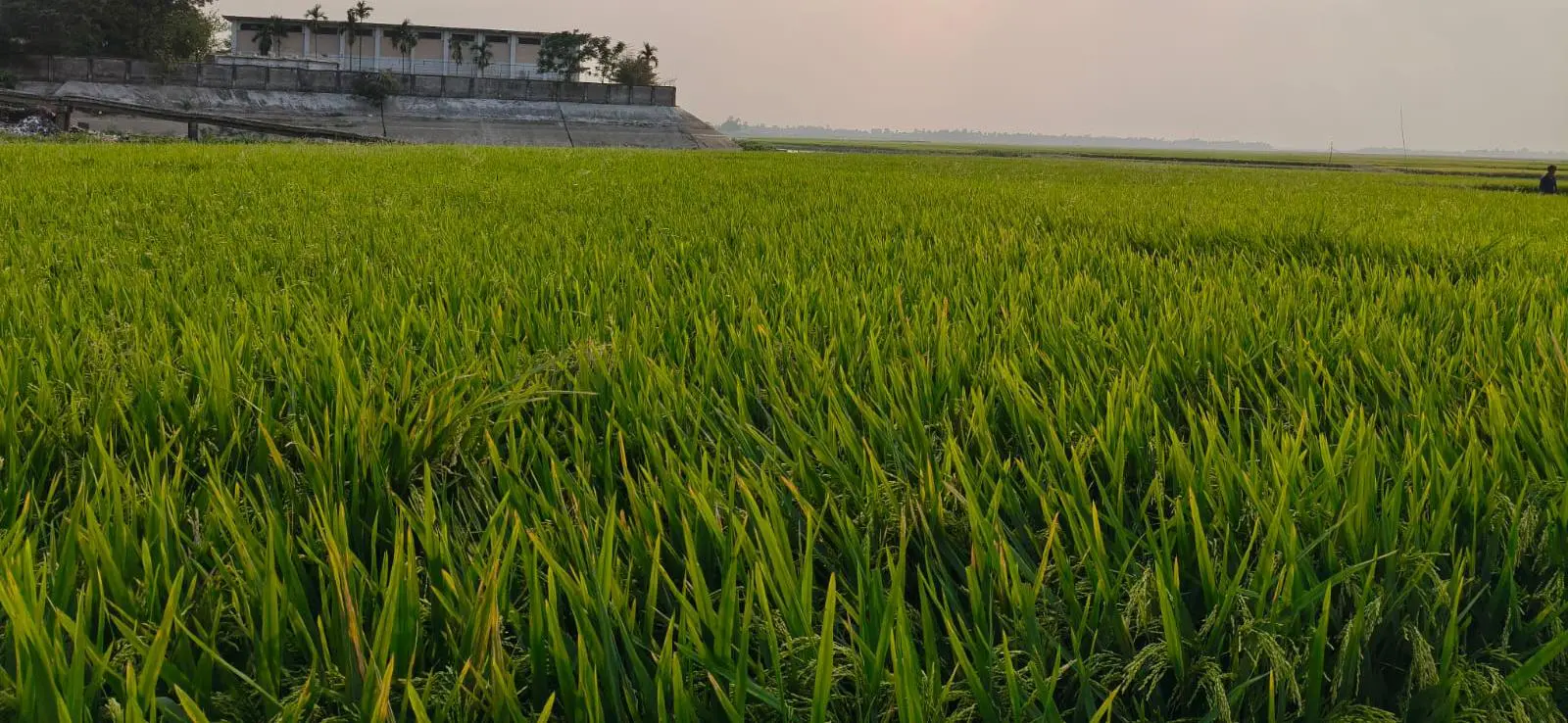 নাসিরনগরে লক্ষ্যমাত্রার চেয়ে বেশি জমিতে বোরো ধান চাষ