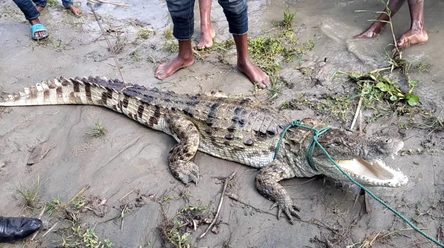 পদ্মা নদীতে জেলের বরশিতে ধরা পড়ল কুমির