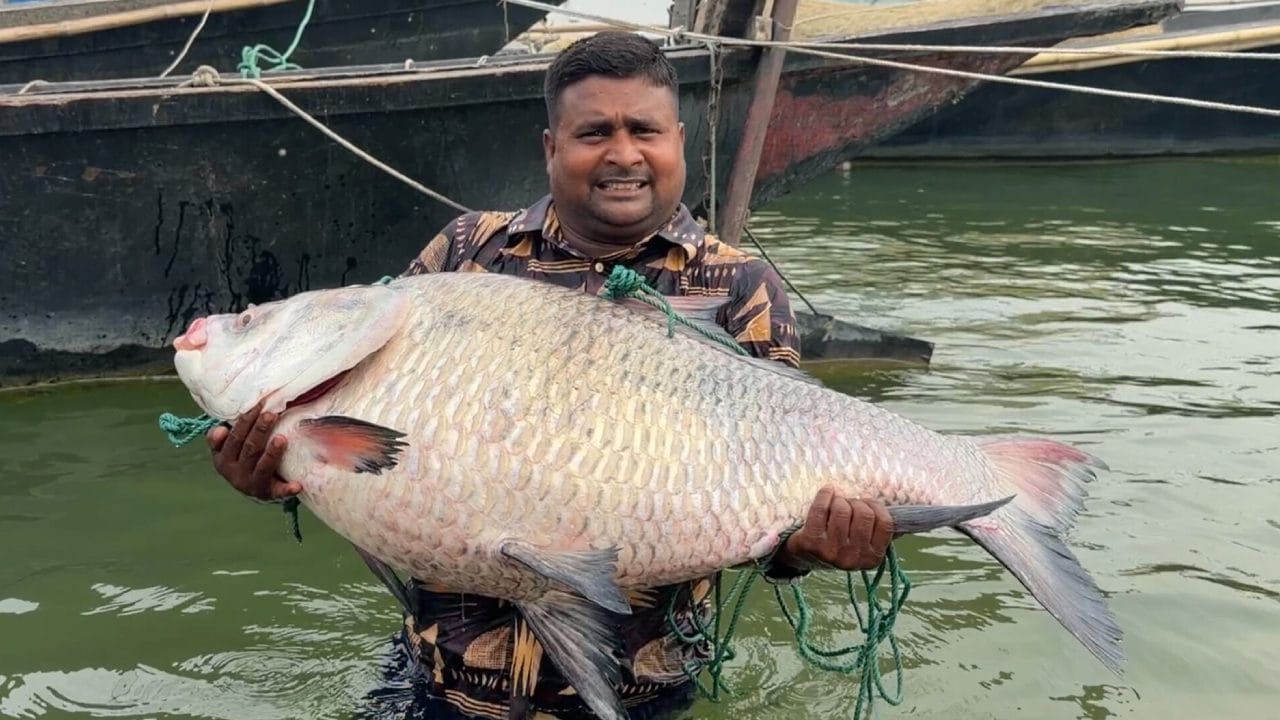 পদ্মার এক কাতল বিক্রি হলো ৬৮ হাজার টাকায়