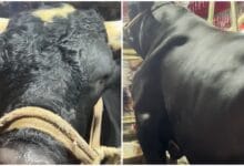কোরবানির হাটে ভাইরাল ‘নাসীরুদ্দীন পাটওয়ারী’! ১২ কেজি জাউ খায় এক চুমুকে