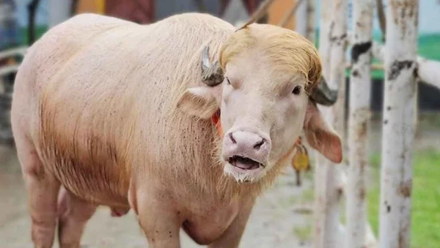 নারায়ণগঞ্জে নজর কাড়ছে ৭০০ কেজির মহিষ ‘ডোনাল্ড ট্রাম্প