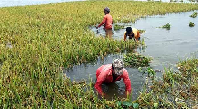 বন্যায় ক্ষতিগ্রস্ত বোরো চাষিদের ৭৫০০ টাকা করে সহায়তা দেবে সরকার