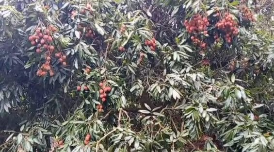 ব্রাহ্মণবাড়িয়ার বিজয়নগর ও আখাউড়ায় লিচু আম ও কাঁঠালের বাম্পার ফলন