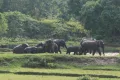 সীমান্তের গেট বন্ধ, গারো পাহাড়ে আটকা পড়েছে ১৫০ বন্যহাতি