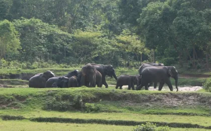 সীমান্তের গেট বন্ধ, গারো পাহাড়ে আটকা পড়েছে ১৫০ বন্যহাতি